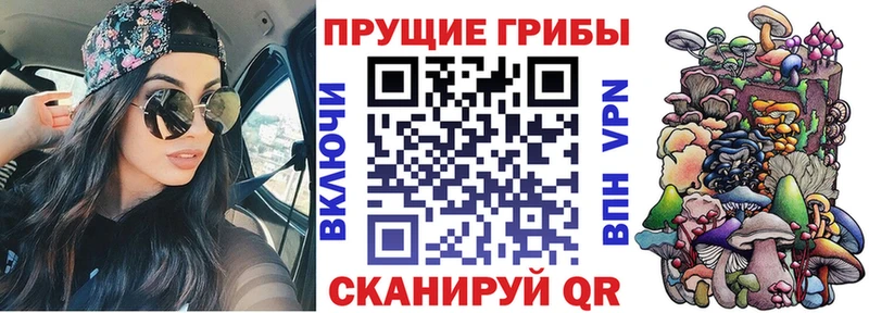 Псилоцибиновые грибы Psilocybe  Железногорск-Илимский 